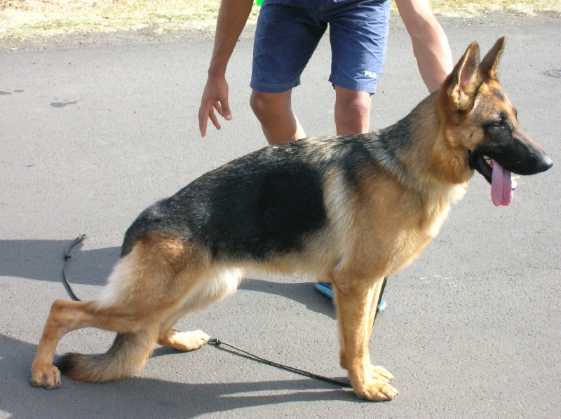 Abella de la Tanière des Lions