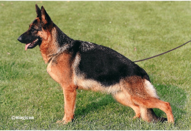 CH. Ullah de la Tanière des Lions