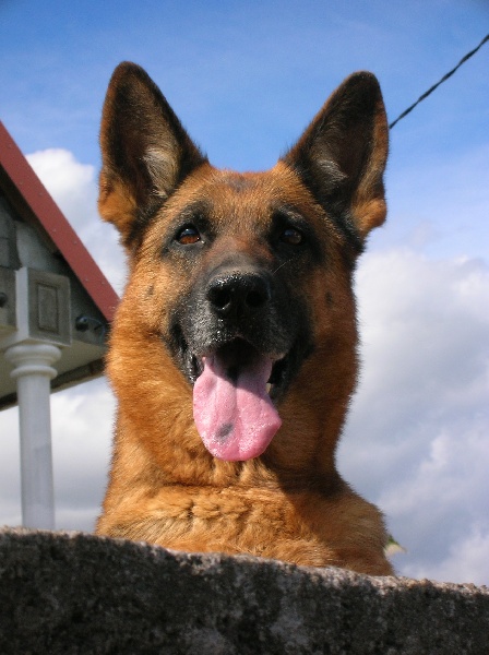 Peggy Des compagnons de chafik
