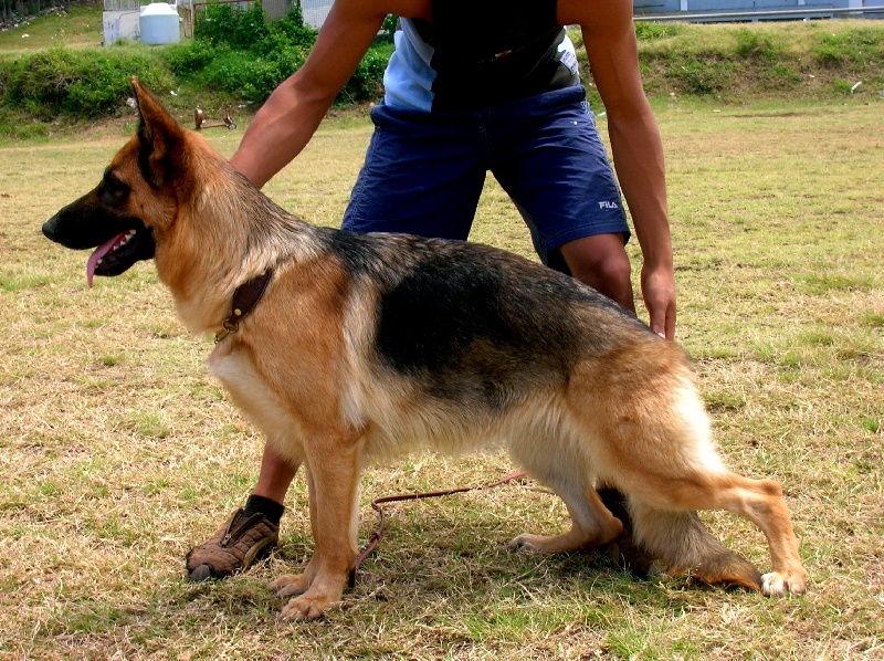 Akila de la Tanière des Lions