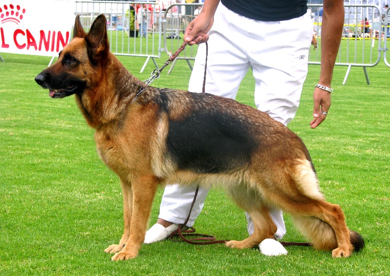 Asia de la Tanière des Lions