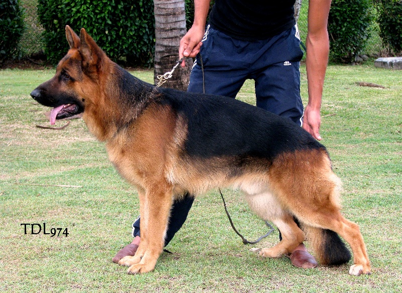 Cesar1 de la Tanière des Lions