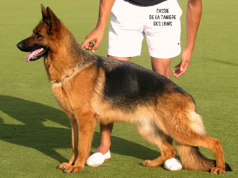 Cassie de la Tanière des Lions