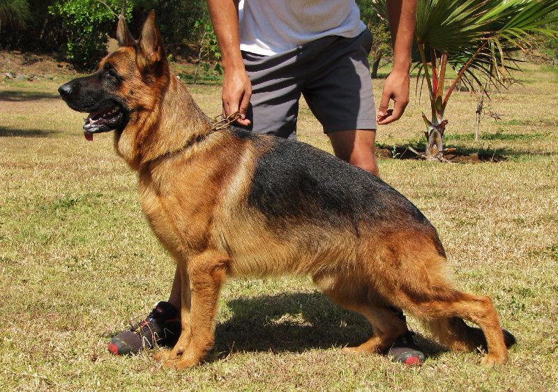 Eiko de la Tanière des Lions