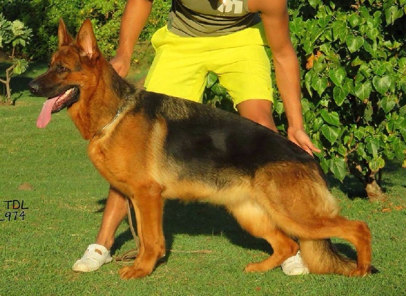 Leïdy de la Tanière des Lions