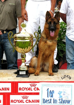 de la Tanière des Lions - CASSIE CHAMPIONNE DE LA REUNION