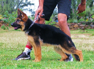 de la Tanière des Lions - Chiots de UZ HOLTKAMPER HOF