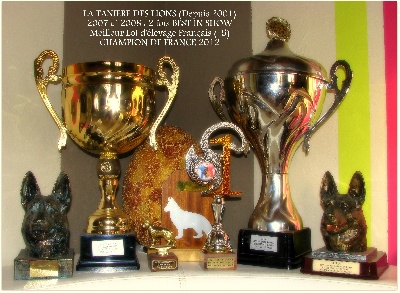 de la Tanière des Lions - Nos Résultats En 10 Ans !!!