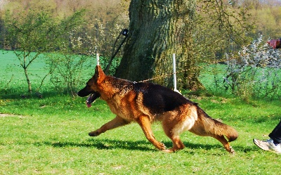 de la Tanière des Lions - ETALON ALLEMAND !!!