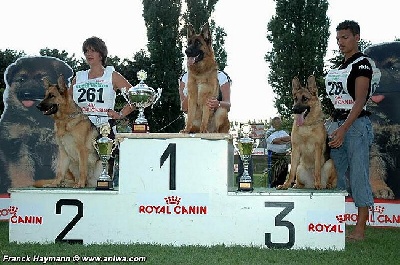 de la Tanière des Lions - RESULTATS 2008 !