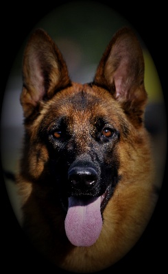 de la Tanière des Lions - CASSIE au CHAMPIONNAT 2009 !!!