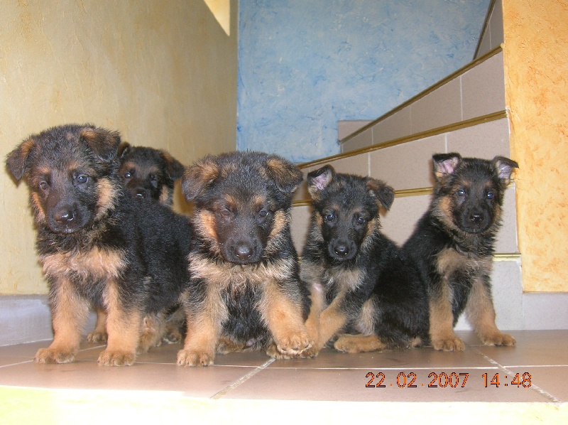 Nos chiots !