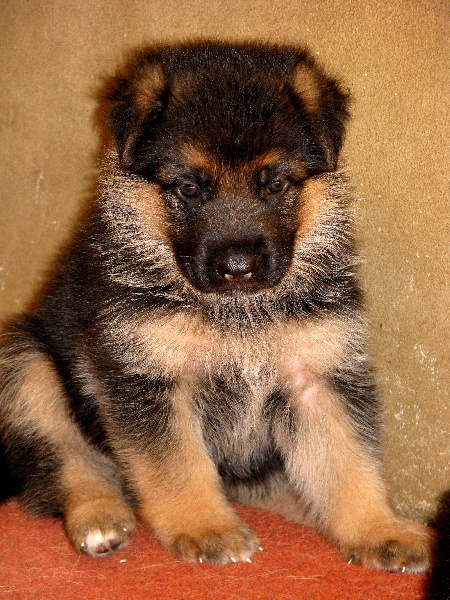 Chiots ULLAH / DJENGES KAHN